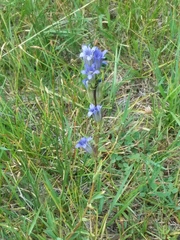 Gentianeae
