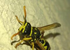 Polistes