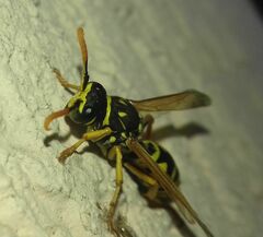 Polistes