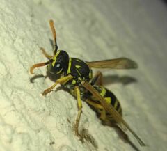 Polistes