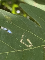 Stigmella quercipulchella