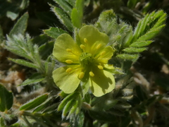 Tribulus terrestris