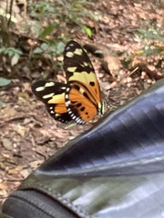 Heliconius numata silvana