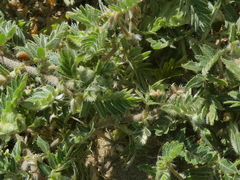 Tribulus terrestris