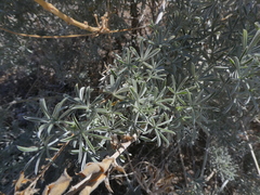 Lupinus albifrons