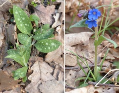 Pulmonaria longifolia