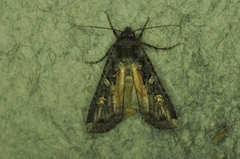 Actebia fennica