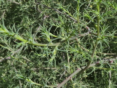 Salsola tragus