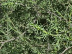 Salsola tragus