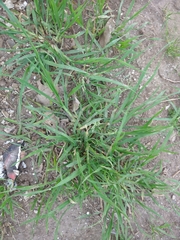 Poaceae