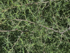 Salsola tragus