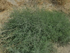 Salsola tragus