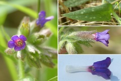 Pulmonaria longifolia