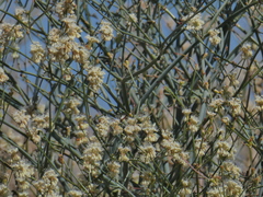 Eriogonum nudum