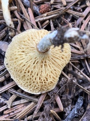 Suillus megaporinus