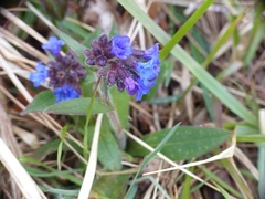 Pulmonaria longifolia