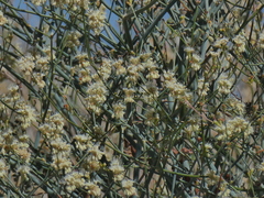 Eriogonum nudum