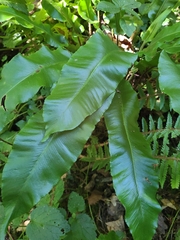 Asplenium scolopendrium