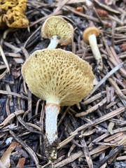Suillus megaporinus