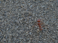 Pogonomyrmex subdentatus