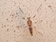Cricotopus sylvestris