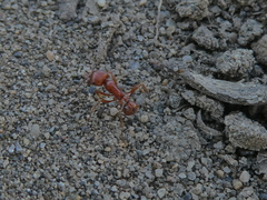 Pogonomyrmex subdentatus