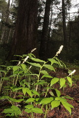 Maianthemum mexicanum