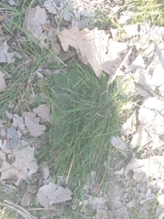Poaceae