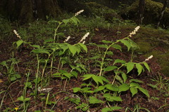 Maianthemum mexicanum