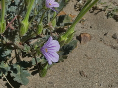 Erodium botrys