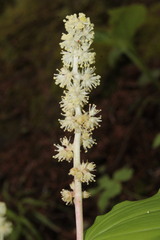 Maianthemum mexicanum