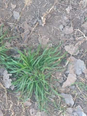 Poaceae