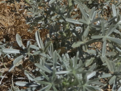Lupinus albifrons