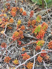 Sedum × rubrotinctum