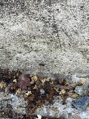 Tetramorium bicarinatum