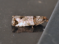 Notocelia culminana