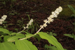 Maianthemum mexicanum
