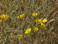 Eschscholzia californica