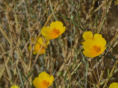 Eschscholzia californica