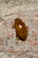 Neocrepidodera ferruginea