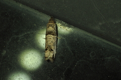 Notocelia culminana
