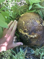 Boletus edulis grandedulis