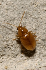 Neocrepidodera ferruginea