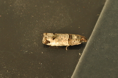 Notocelia culminana
