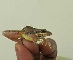 Ptychadena anchietae