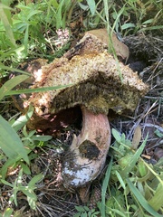 Boletus edulis grandedulis