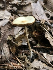 Agaricus diminutivus