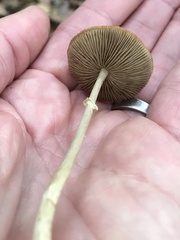 Agaricus diminutivus