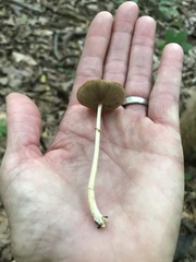 Agaricus diminutivus