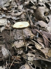 Agaricus diminutivus